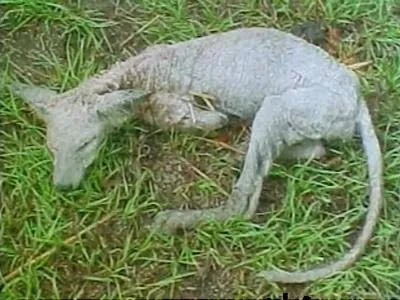 Quái vật Chupacabra trở lại Mexico