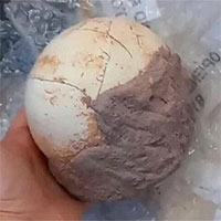 Hải quan Italy thu giữ được quả trứng khủng long 159 triệu năm tuổi