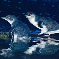 Quỷ Tasmania giết chết hàng nghìn con chim cánh cụt