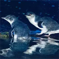 Quỷ Tasmania giết chết hàng nghìn con chim cánh cụt