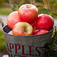 Tại sao quả táo có thể để được 10 tháng mà không hỏng?