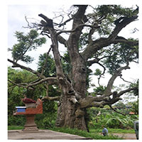 Top 10 cây cổ thụ nhất Việt Nam có thể bạn không biết