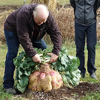 Cây củ cải 29kg giữ kỷ lục nặng nhất thế giới