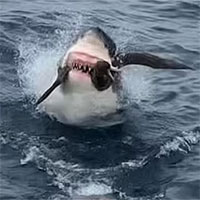 Dám tranh mồi với cá mập trắng, chim hải âu phải trả giá đắt