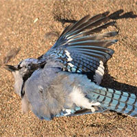 Hàng trăm con chim chết đầy bí ẩn trên khắp nước Mỹ