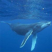 Chúng ta đã hiểu được ngôn ngữ của cá voi hay chưa?
