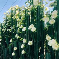 Vì sao cây xương rồng không lá, nhưng vẫn nở hoa cực đẹp?