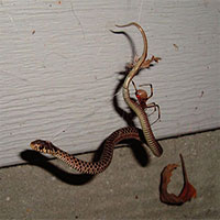 Loài nhện ăn thịt rắn phân bố khắp các lục địa