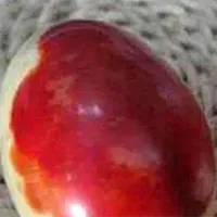 Lão nông đổi đời khi đào trúng hai quả “trứng máu”, chuyên gia định giá lên tới 2,8 tỷ đồng