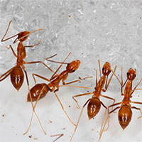 Xóa sổ kiến vàng điên xâm chiếm hòn đảo Mỹ