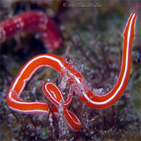 Kỳ lạ loài sinh vật 