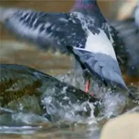 Video: Rủ nhau tắm bên bờ sông, bồ câu bất ngờ bị "thủy quái" kéo xuống nước