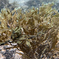 Rong biển độc hại xâm lấn Địa Trung Hải