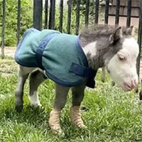 Chú ngựa nhỏ nhất thế giới chỉ nặng khoảng... 8,6 kg