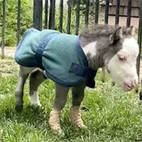 Chú ngựa nhỏ nhất thế giới chỉ nặng khoảng... 8,6 kg
