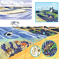 Có gì thú vị tại bãi biển Wadden 