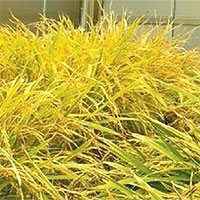 Nghiên cứu giống lúa mới biến đổi gene phòng dịch tả