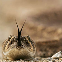 Rắn đuôi chuông xuất hiện tràn lan ở California