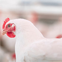 Quảng Ninh phát hiện chủng cúm gia cầm lần đầu xuất hiện ở Việt Nam