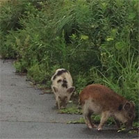 Loài lai lợn rừng nhiễm phóng xạ xâm chiếm Fukushima