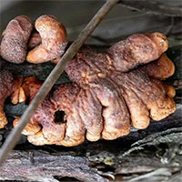 Kỳ lạ nấm ký sinh hiếm gặp, 