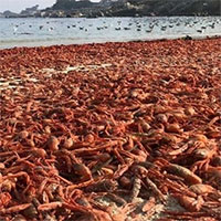 Dòng hải lưu khiến hàng triệu cua đỏ chết tập thể