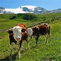 Phát hiện vi khuẩn trong ruột bò có thể phân huỷ nhựa, tia hy vọng cho vấn đề xử lý rác thải?