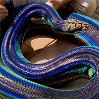 Con trăn ở Mỹ nổi tiếng nhờ bộ da cầu vồng độc đáo