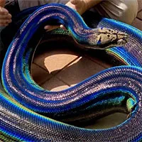 Con trăn ở Mỹ nổi tiếng nhờ bộ da cầu vồng độc đáo