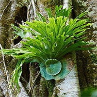 Loài cây kỳ lạ phân chia lao động giống tổ ong