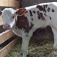 Các nhà khoa học tạo ra con bê nhân bản đầu tiên ở Nga