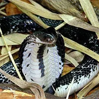 Video: How to tell apart the cobra species found in Vietnam