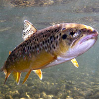 Ô nhiễm dược phẩm biến cá hồi nâu thành 