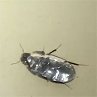 Phát hiện loài côn trùng kỳ lạ có ''siêu năng lực'' độc nhất vô nhị