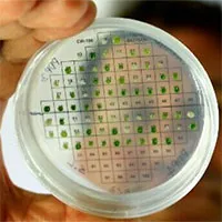 Phát minh vật liệu giúp sản xuất điện trong cơ thể người