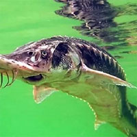 Đập thủy điện 800 triệu USD đe dọa cá tầm cực kỳ nguy cấp