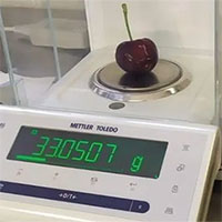 Nông dân Italia thu hoạch được quả cherry lớn nhất thế giới