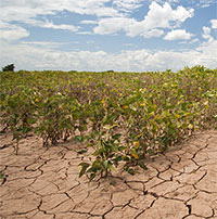 Kỹ thuật mới giúp hạt giống chống lại hạn hán