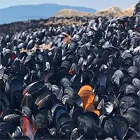 Sóng nhiệt xóa sổ một tỷ sinh vật trên bờ biển Canada