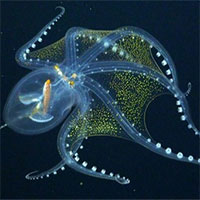 Bạch tuộc thuỷ tinh sở hữu cơ thể trong suốt nhìn rõ mồn một mọi cơ quan nội tạng