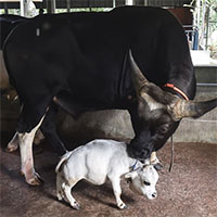 Bò tí hon nhỏ nhất thế giới, con trưởng thành chỉ cao hơn 50cm