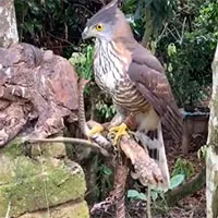 Video: Rắn bị diều hâu ghì chặt vẫn gồng lên cắn trả, đau đớn mất đi đôi mắt!
