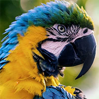 Tại sao vẹt không biết hót nhưng lại thích bắt chước tiếng nói con người?