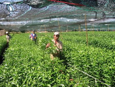 Người trồng hoa có hi vọng mới!