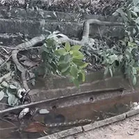 Video: Trăn vua siết chặt cổ hổ mang chúa bên hào nước - kết cục thế nào?