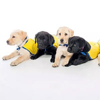 Các nhà khoa học phát hiện khả năng 