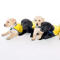 Các nhà khoa học phát hiện khả năng "thần kì" của chó con