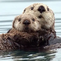 Hải ly biển có thể làm nóng cơ thể bằng cách chuyển hóa trực tiếp thức ăn thành nhiệt