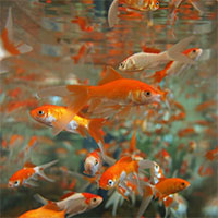 Tìm thấy cá vàng khổng lồ 45cm dưới hồ nước và sự thật đáng buồn phía sau