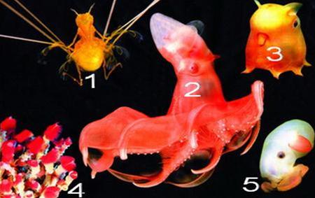 Dưới vực thẳm đại dương